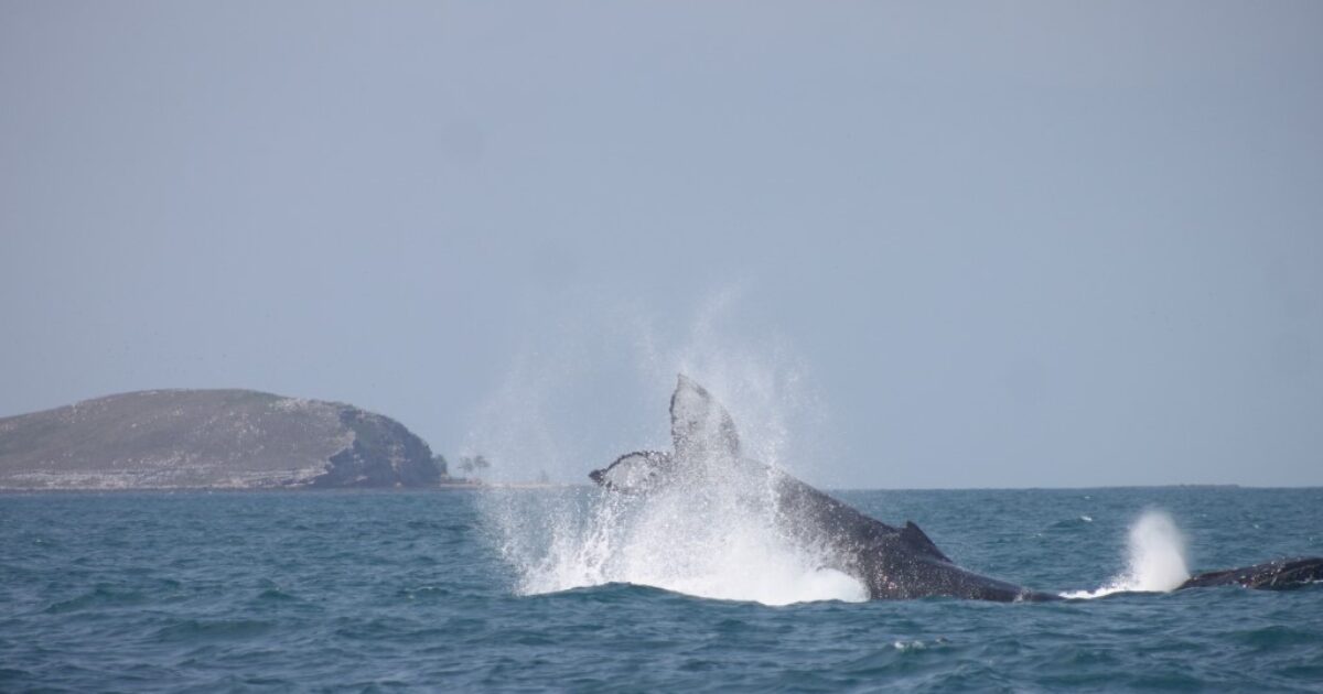 Professor da UFRB coordena pesquisa da I Expedição Científica Bioacústica à Vela