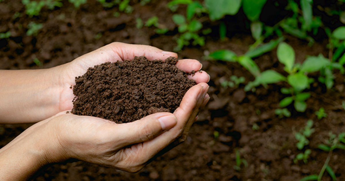 Software oferece recomendações de calagem e adubação agrícola