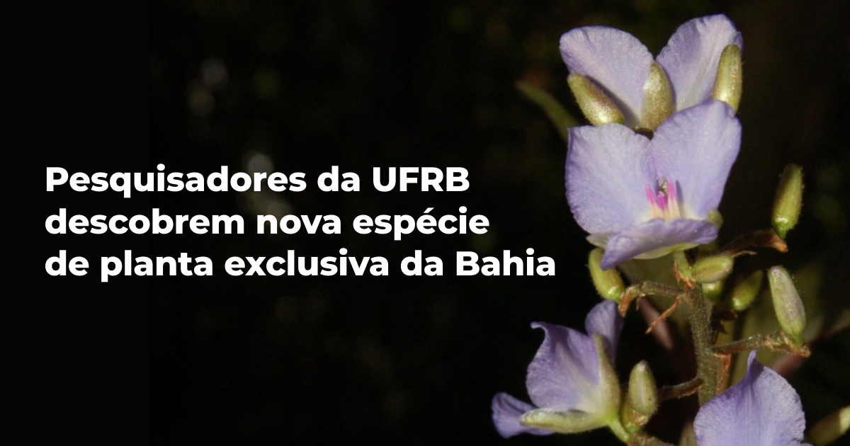 Pesquisadores da UFRB descobrem nova espécie de planta exclusiva da Bahia