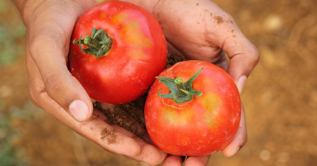 agricultura