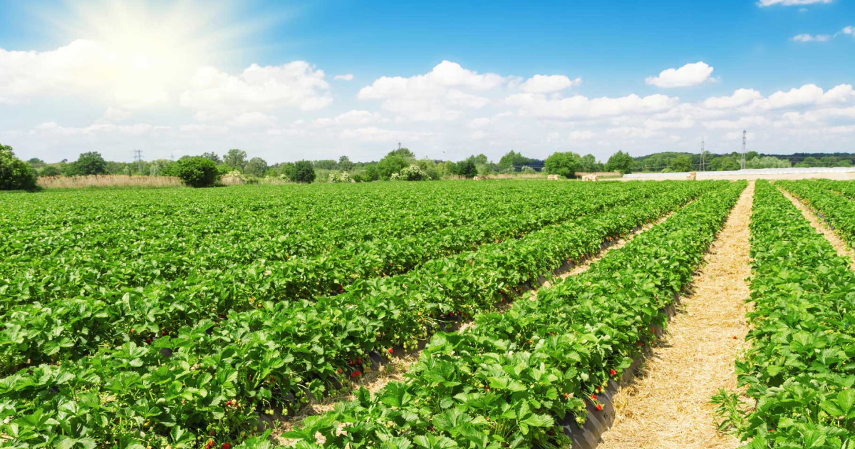 UFRB seleciona estudantes para mestrado e doutorado em Ciências Agrárias