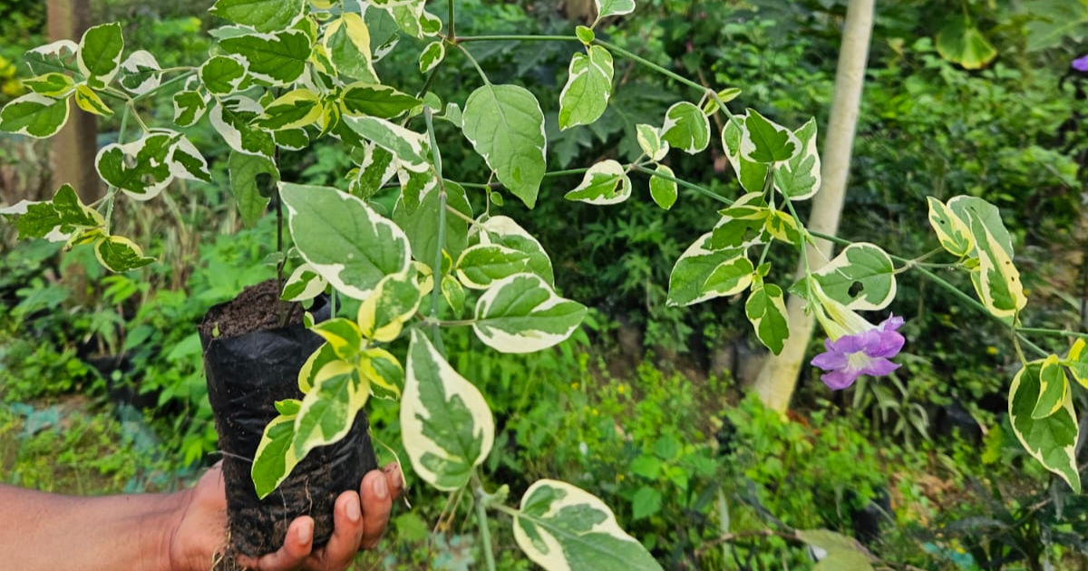 UFRB anuncia venda pública de excedentes da Fazenda Experimental