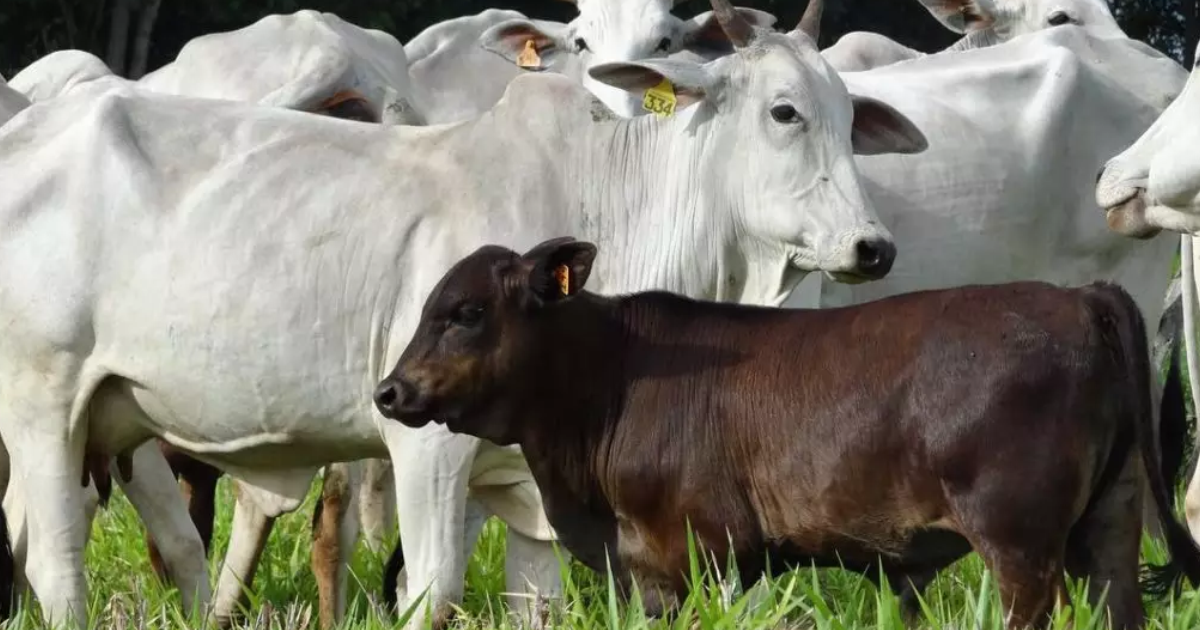 Ciência Animal