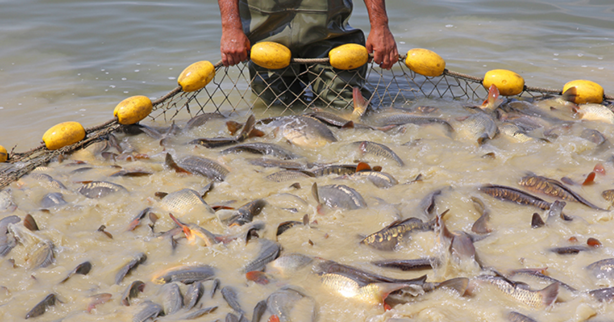 Engenharia de Pesca